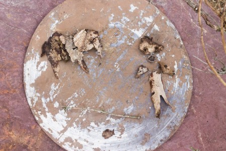 Tükör/ Mirror (fakérgek/ tree barks)